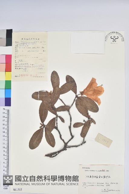 江西杜鵑花藏品圖，第1張