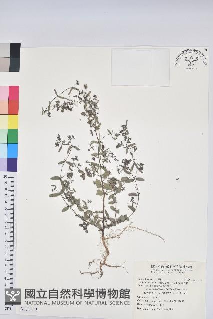 紫斑大戟藏品圖，第1張