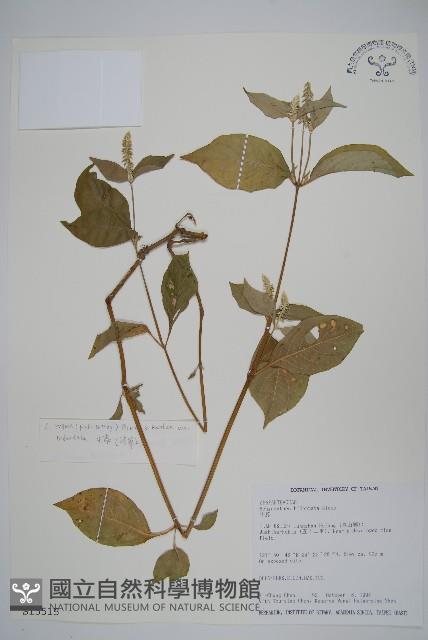 牛膝藏品圖，第1張