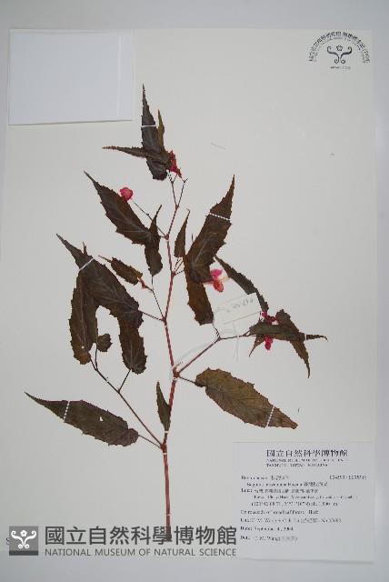 臺灣秋海棠藏品圖，第1張