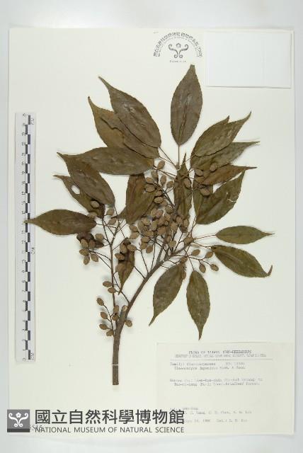 薯豆藏品圖，第1張