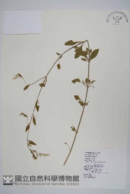 蔓雞冠、絹毛莧藏品圖，第1張