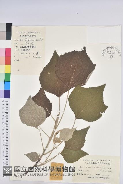 白背葉藏品圖，第1張