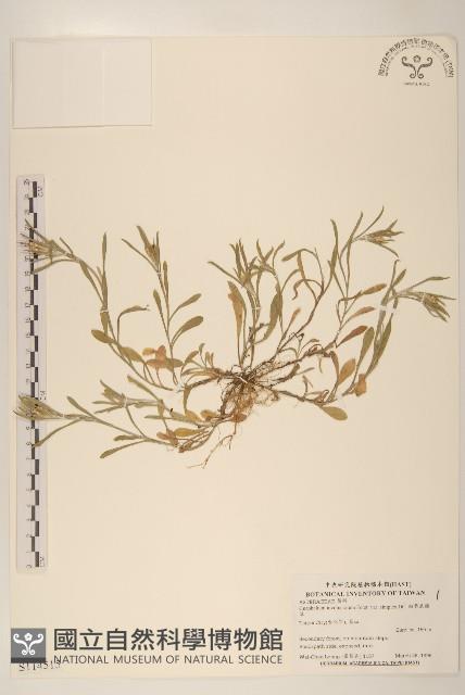 細葉鼠麴草藏品圖，第1張