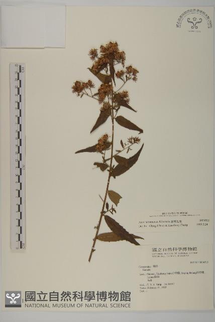 臺灣馬蘭藏品圖，第1張