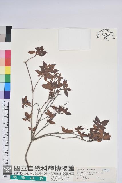 臺灣杜鵑藏品圖，第1張