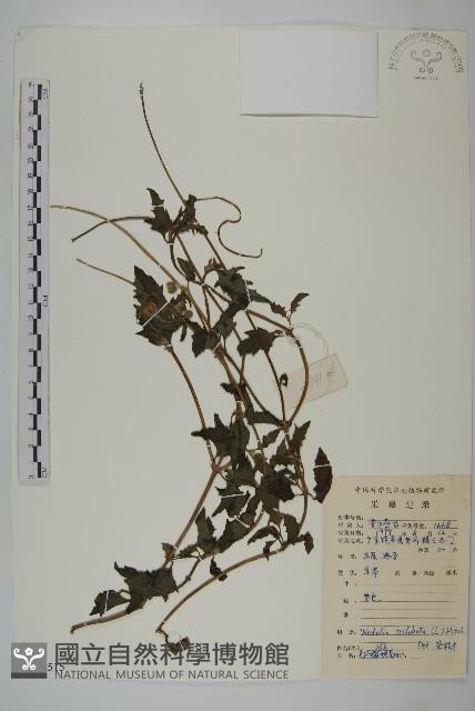 南美蟛蜞菊、三裂葉蟛蜞菊藏品圖，第1張