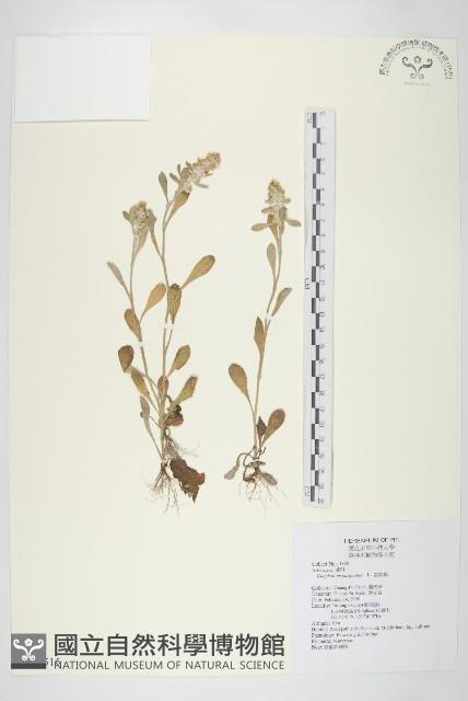 鼠麴舅藏品圖，第1張