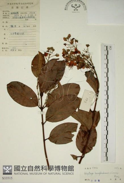 猿尾藤藏品圖，第1張