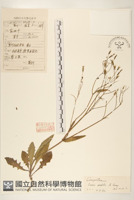 細葉剪刀股藏品圖，第1張