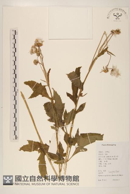 野茼蒿藏品圖，第1張