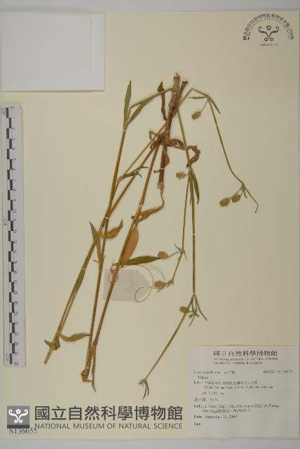 登錄號:S136655藏品圖，第1張