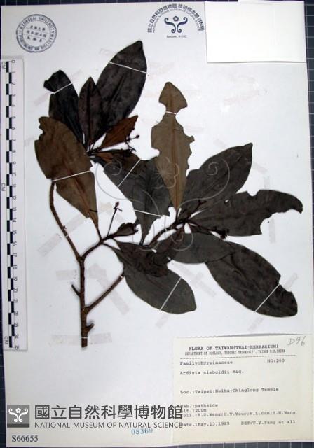 樹杞藏品圖，第1張