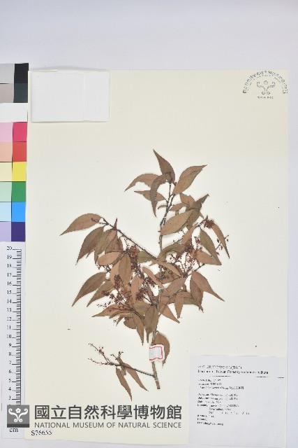 鞍馬山越橘藏品圖，第1張