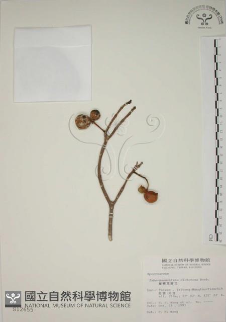 蘭嶼馬蹄花藏品圖，第1張