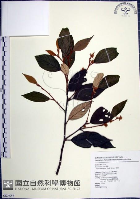 紅皮、葉下白、赤仔尾藏品圖，第1張