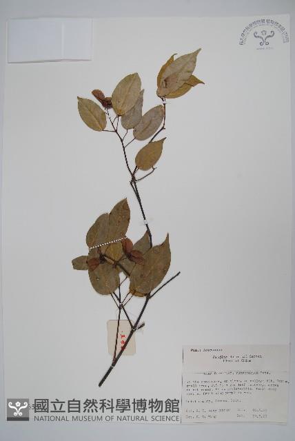 紅果羅浮槭藏品圖，第1張