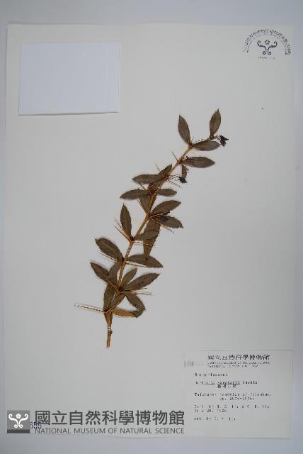 臺灣小蘗藏品圖，第1張