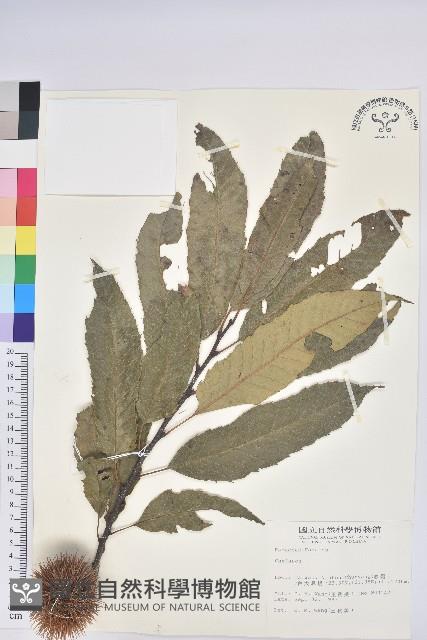 登錄號:S011655藏品圖，第1張