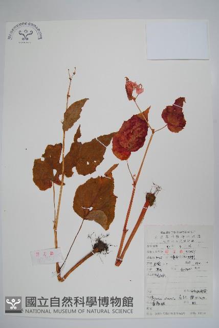 中華秋海棠藏品圖，第1張