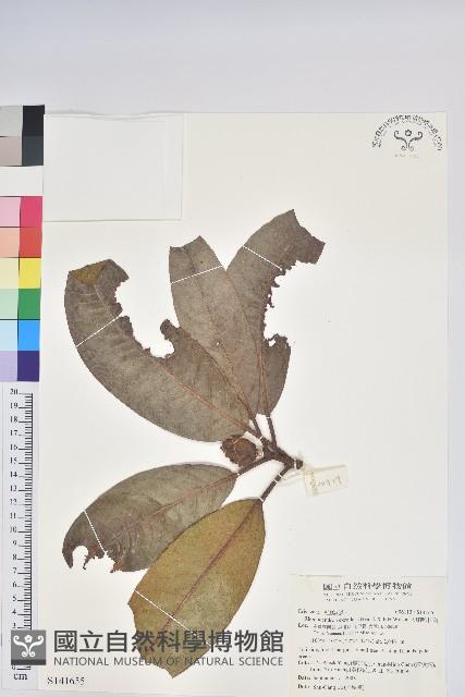 大喇叭杜鵑藏品圖，第1張