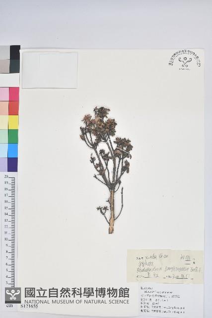 永寧杜鵑花藏品圖，第1張