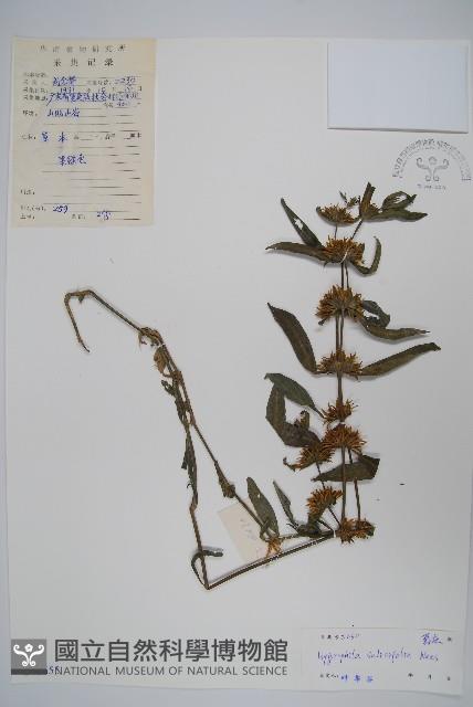 柳葉水蓑衣藏品圖，第1張