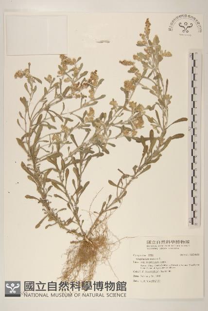 多莖鼠麴草藏品圖，第1張