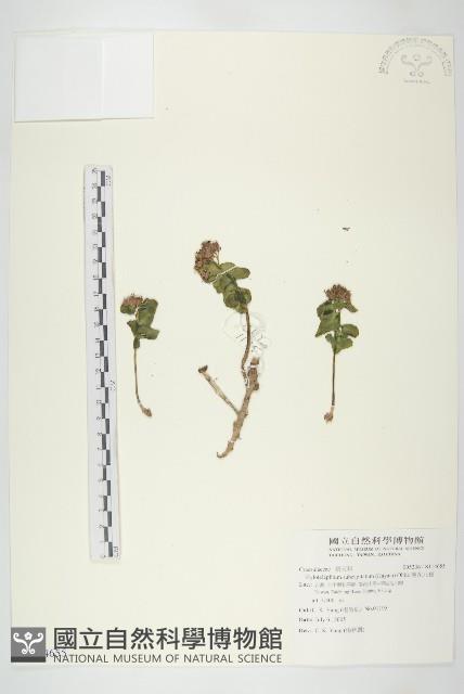 穗花八寶藏品圖，第1張