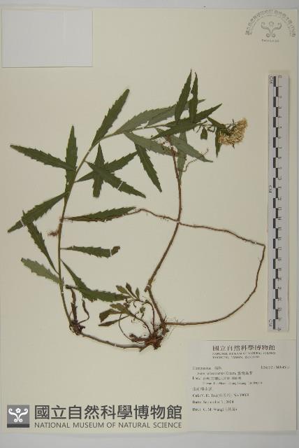 臺灣馬蘭藏品圖，第1張
