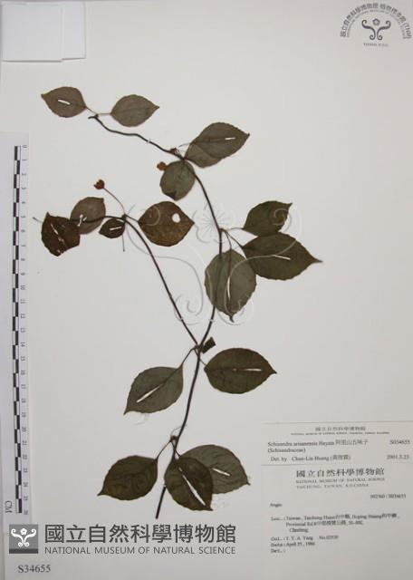 阿里山五味子藏品圖，第1張