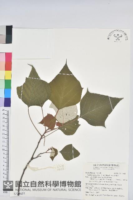 白匏子藏品圖，第1張