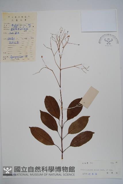 酸藤藏品圖，第1張