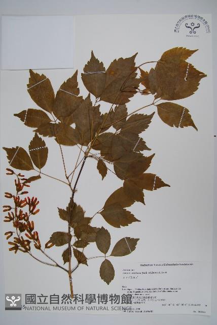 薇莓槭藏品圖，第1張