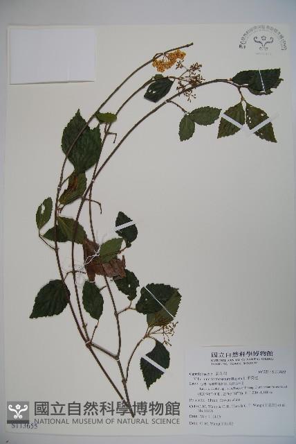 紅子莢迷藏品圖，第1張