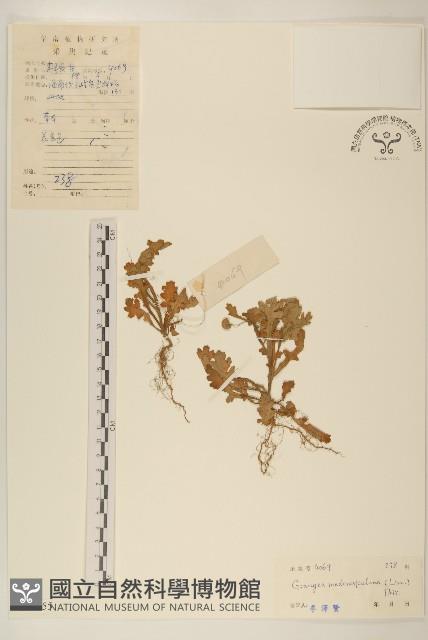 線球菊、田基黃藏品圖，第1張