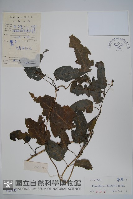 絨毛芙蓉蘭藏品圖，第1張