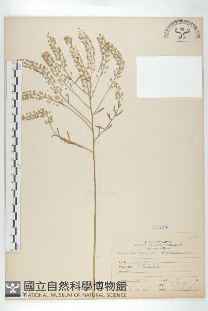 獨行菜藏品圖，第1張