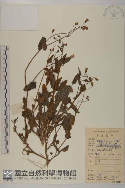 紫背草藏品圖，第1張