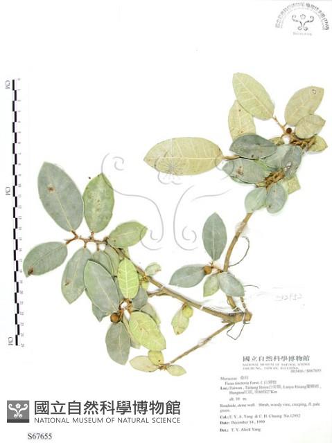 山豬枷藏品圖，第1張