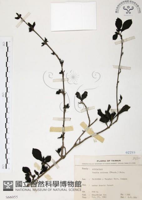 對面花藏品圖，第1張