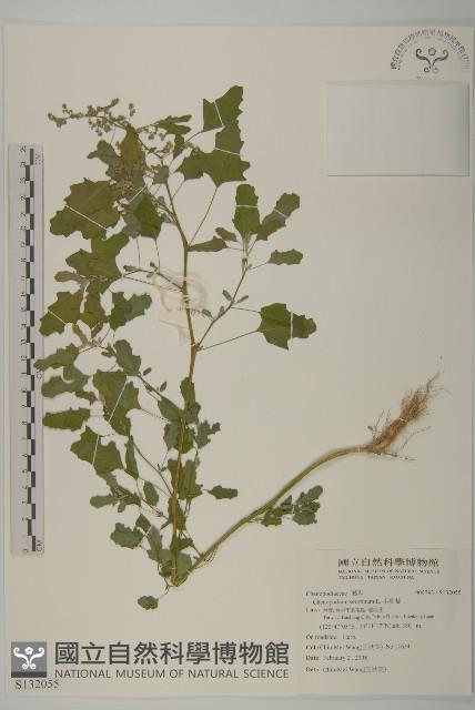 小葉藜藏品圖，第1張