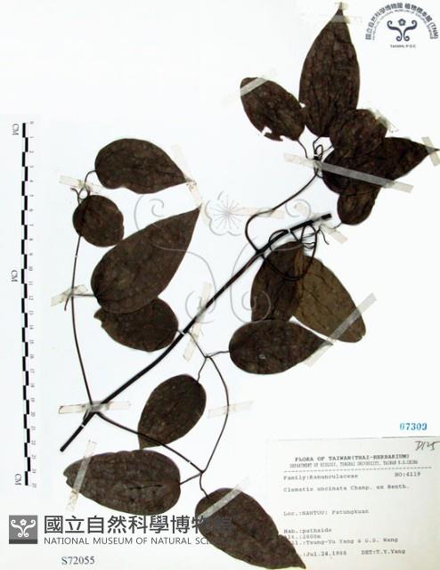 柱果鐵線蓮藏品圖，第1張