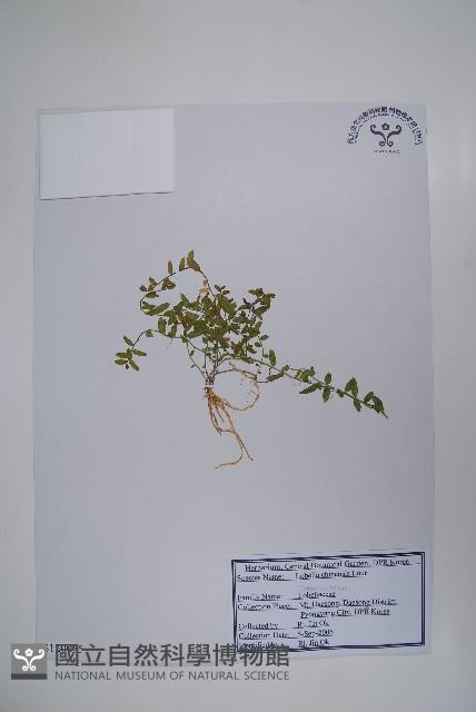 半邊蓮、鐮磨仔草藏品圖，第1張