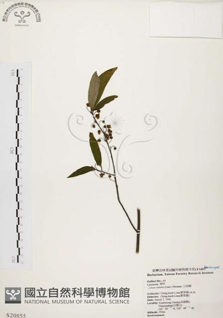 山胡椒藏品圖，第1張