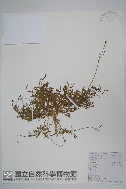 Gentian rockbell Collection Image, Figure 1, Total 2 Figures