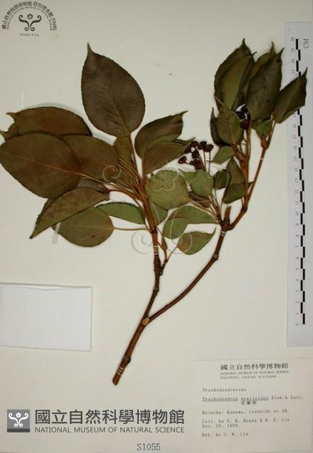 昆欄樹藏品圖，第1張