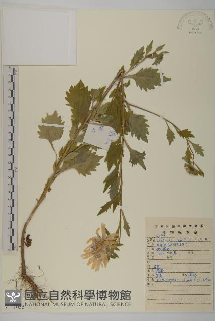 翠菊藏品圖，第1張