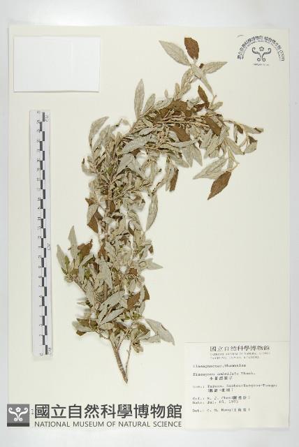 小葉胡頹子藏品圖，第1張