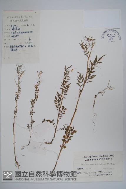 八角蓮藏品圖，第1張